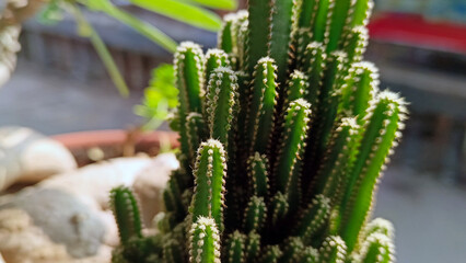 Cactus plant in pot