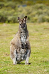 カンガルーワラビー