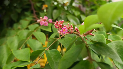 Obraz premium Small pink flowers that have not yet bloomed