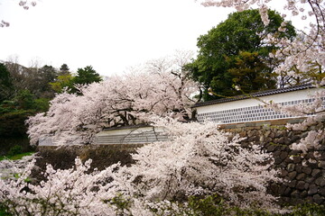 お城と桜