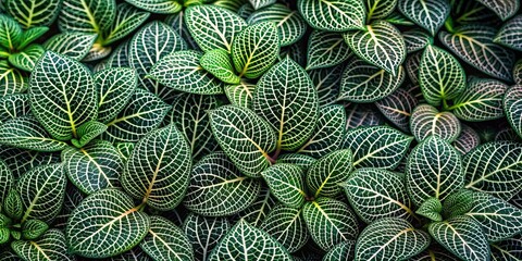 Obraz premium Abstract nature background of plant moneran creating a mesmerizing pattern, plant, moneran, abstract, nature, background