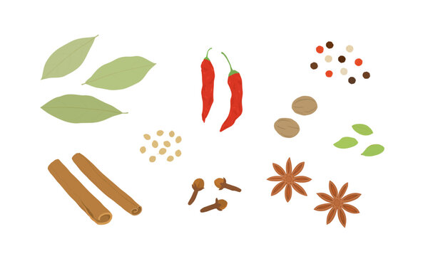 Set of dried spices. Hand drawn vector illustration. Bay leaves, cinnamon stick, chili pepper, coriander seed, clove, peppercorn, nutmeg, cardamon, star anise.