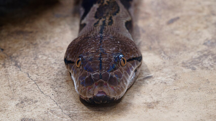 Fototapeta premium les yeux du serpent