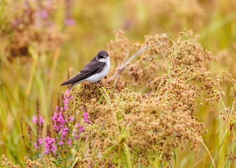 Tree Swallow in a marsh