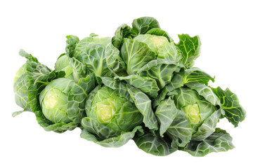 Fototapeta premium Group of different types of cabbage Including green red isolated on white background.