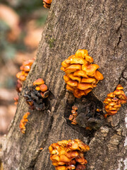 mushrooms on tree
