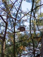 squirrel in tree