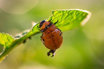 Colorado Potato Beetle Feeding on Leaf During Bright Sunny Day in Late Summer