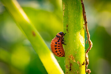 A Colorado potato beetle is actively feeding on a green leaf, showcasing its vibrant orange color and distinctive black spots.