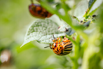 Colorado Potato Beetle Crawling on Leaf in a Garden During Late Summer