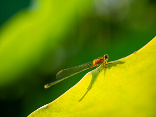 葉っぱで休むイトトンボ