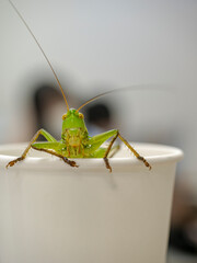 紙コップから顔を出すキリギリス