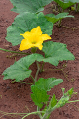 A pumpkin tree with female yellow flowers in full bloom creeping on the ground