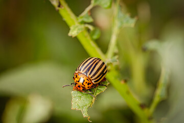 Colorado Potato Beetle Actively Feeding on Leaf During Sunny Day in Summer
