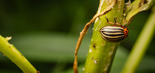 A Colorado potato beetle is munching on a green leaf under bright sunlight. Its distinctive striped shell and vibrant coloration stand out against the foliage.