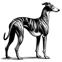 Hand drawn Cute Greyhound dog in full-body, vector sketch isolated on white background.	