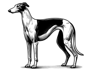 Hand drawn Cute Greyhound dog in full-body, vector sketch isolated on white background.	