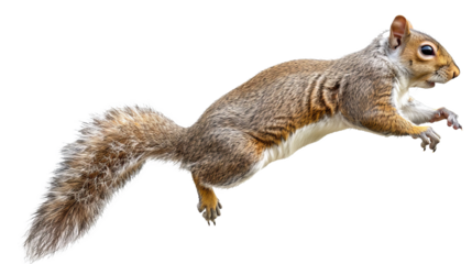 A squirrel is jumping in the air
