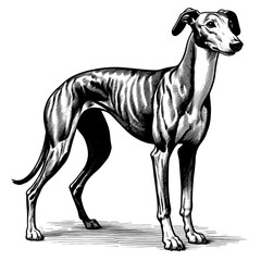 Hand drawn Cute Greyhound dog in full-body, vector sketch isolated on white background.	