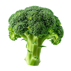 Fresh green broccoli floret isolated on a trransparant background.