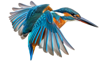 A blue and orange bird with a long beak is flying in the air