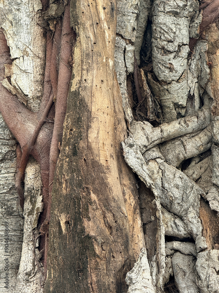 Poster tree trunk texture macro shot
