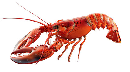 A large red lobster is shown on a white background