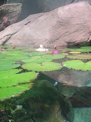 Water reflections and landscape