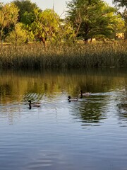 Water reflections and landscape