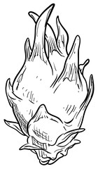 Dragon fruit handdrawn illustration