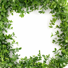 Fototapeta premium green leaves frame