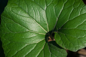 Macro Close-up of Green Leaf Veins