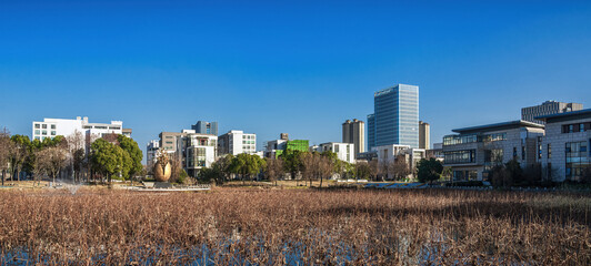 Urban Dry Reed Bed and Modern Buildings