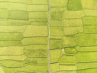 Landscape of Green rice field patches. Agricultural Industry. Panoramic Landscape. Graphic Resources. Above. Drone Photography. Aerial Landscape Photography Concept
