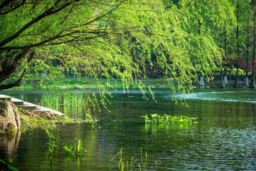 Serene Lakeside Park with Lush Greenery