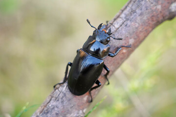 天然のオオクワガタのメス