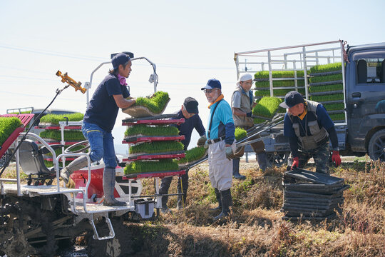 田植えをする日本人