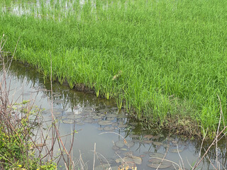 green paddy rice field in Thailand
