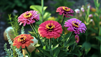 A stunning minimalist illustration of vibrant Zinnia flowers with a soft garden background, showcasing the beauty of summer blooms. 