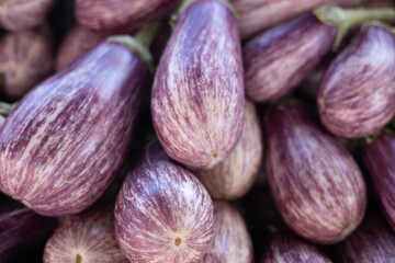 group of violet or purple and white striped eggplant
