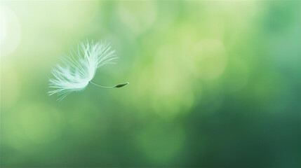Little Dandelion flower flying in the air with green background