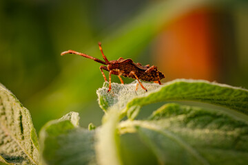 Vibrant Insect Perching on Leaf in Warm Afternoon Light of Summer