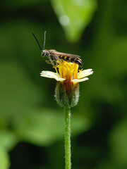 Honeybee on yellow flower