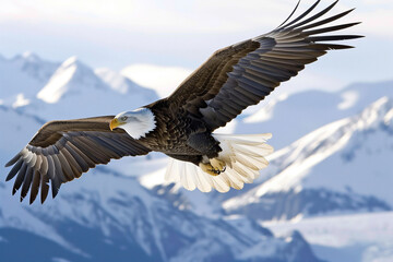 Naklejka premium bald eagle is flying over a snowy mountain range. The eagle is majestic and powerful, soaring through the sky with its wings spread wide. Concept of freedom and strength