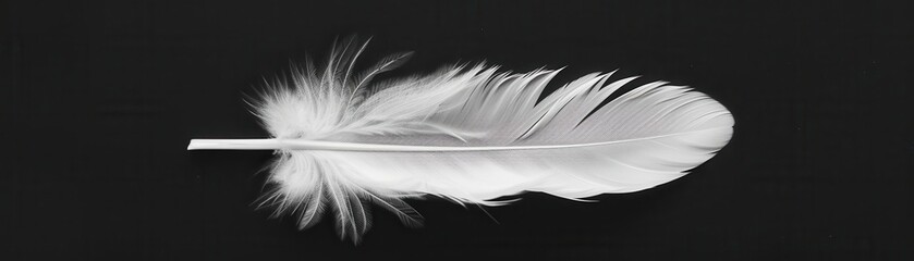 Obraz premium Minimalist black and white photo of a single feather, Abstract, Simplicity