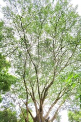 Landscape the big tree with nature background