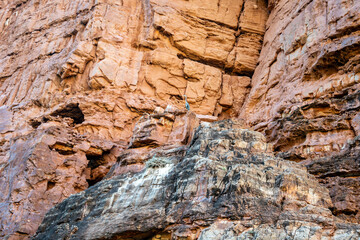 Bird nest in the canyon