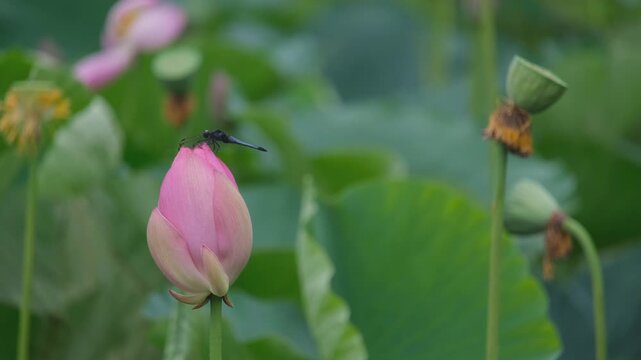 トンボとハスの花」の写真素材 | 1,068件の無料イラスト画像 | Adobe Stock