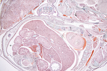Anatomy and Histological Uterine tube, Uterus, Vagina, Ovary and Testis Rabbit cells under...