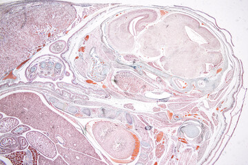 Anatomy and Histological Uterine tube, Uterus, Vagina, Ovary and Testis Rabbit cells under microscope.